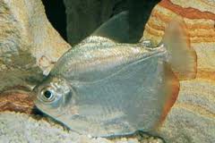 Pacu